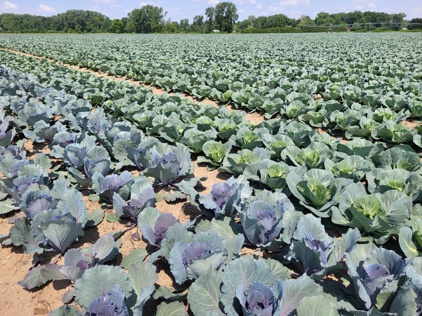 Cover picture cabbage.jpg